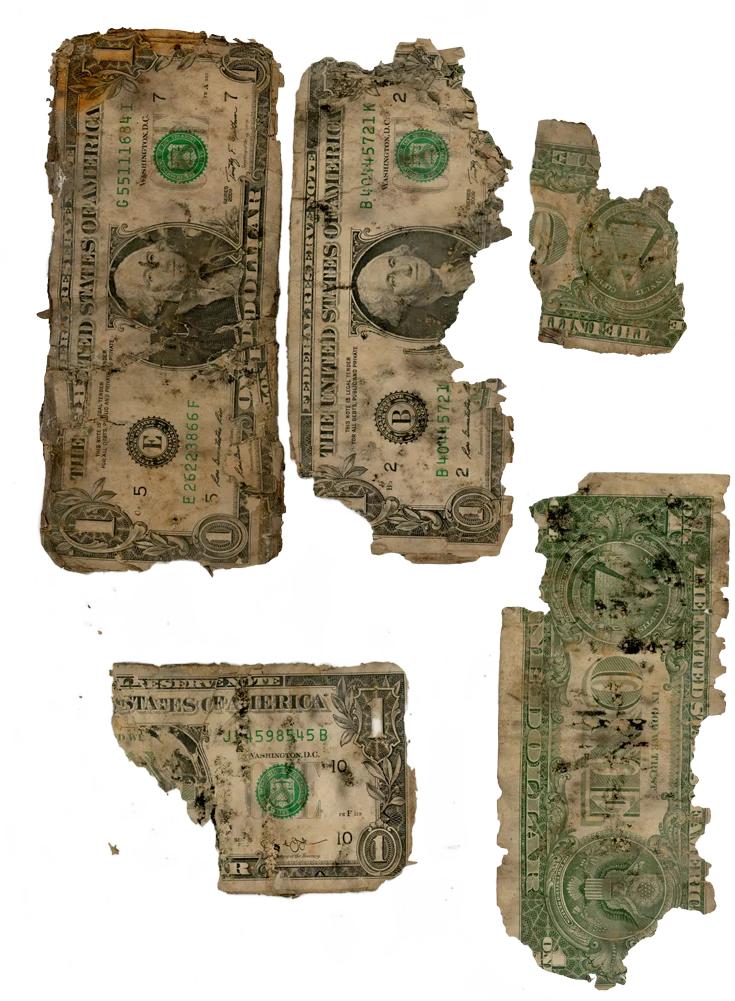 Extracted buried bills — mold-ruined US dollar bills